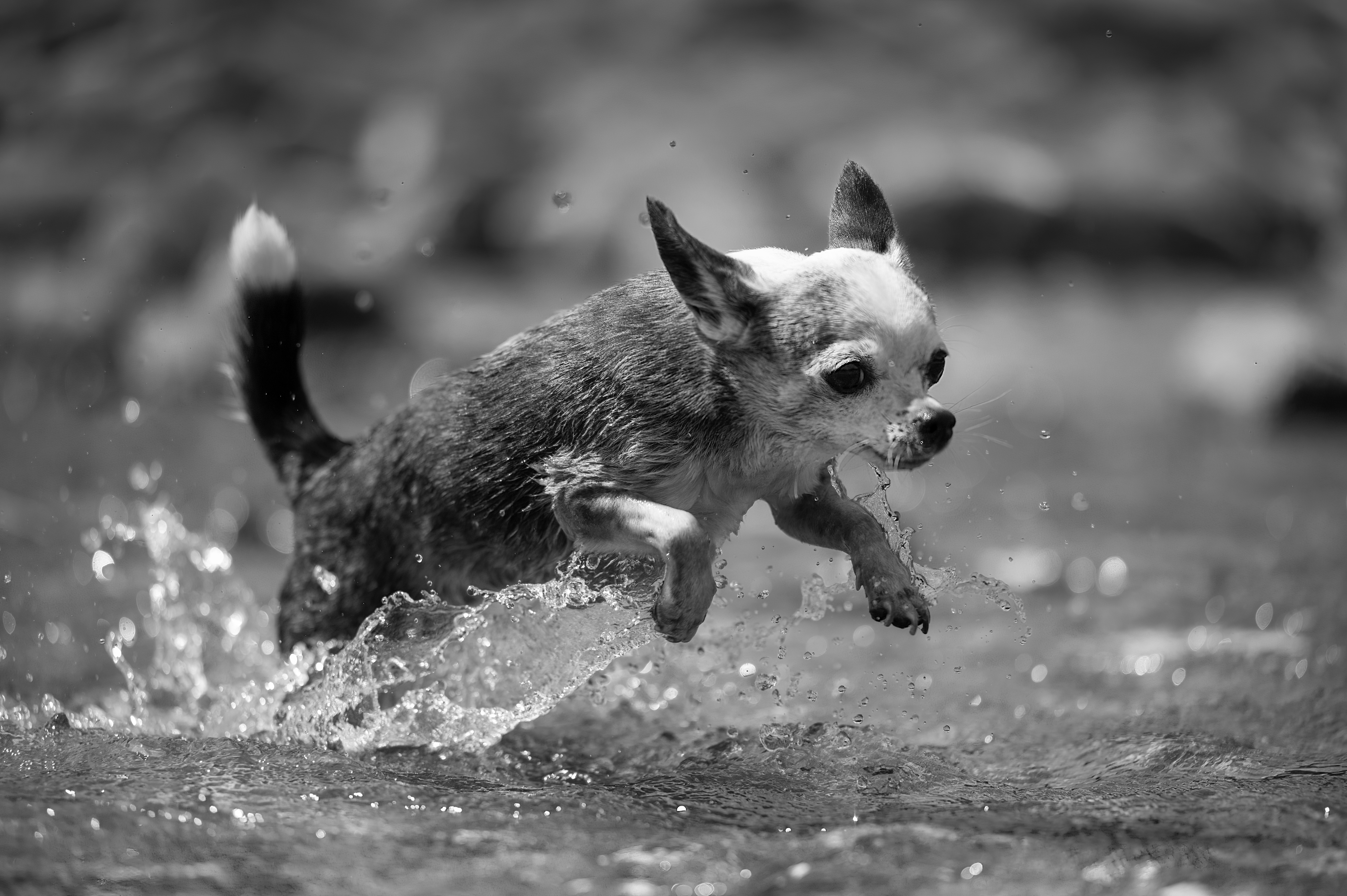 Hundeshooting